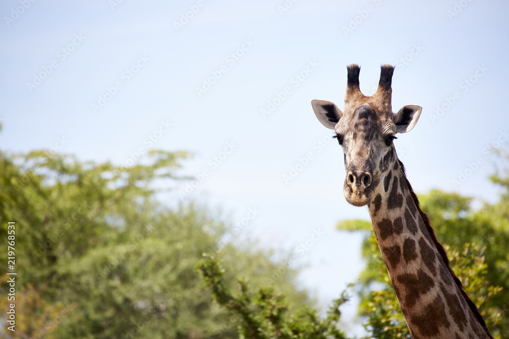 Obraz premium Giraffe Kopf