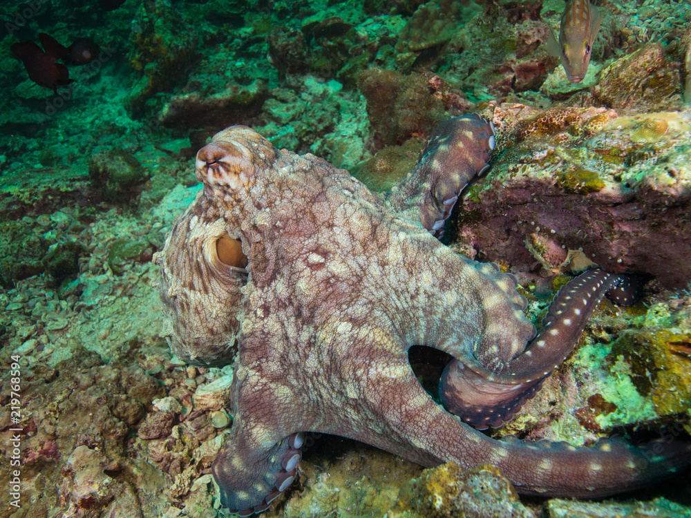 Octopus on a coral reef Octopus on a coral reef