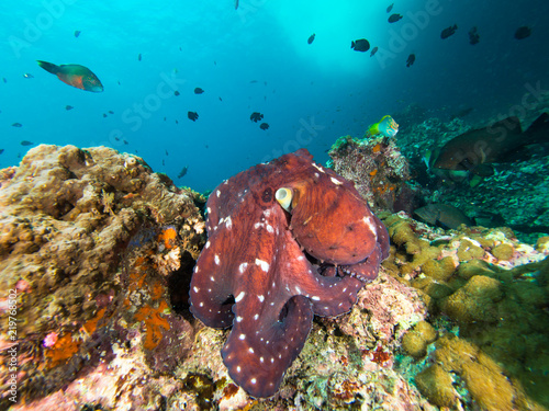 Fototapeta Naklejka Na Ścianę i Meble -  Octopus on a coral reef
