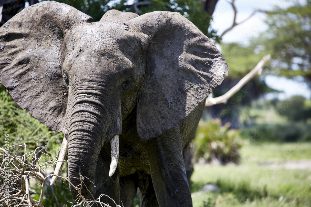 Obraz premium Elefant