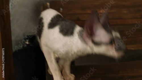 Cornish Rex kitten. Сurly hair. Kitten play