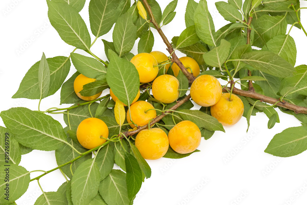 Branch of the cherry-plum with fruits on white background