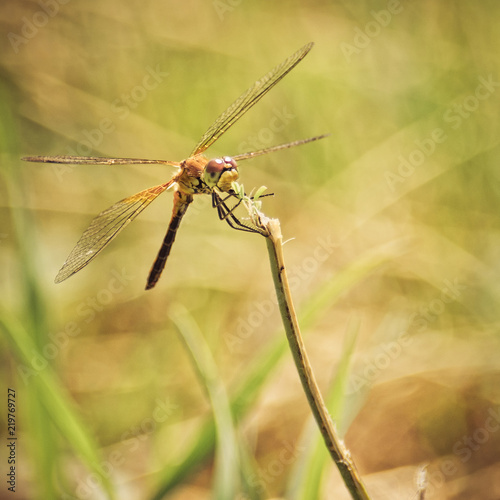 Toned Yellow Closeup of A Dragonfly, Blurred Meadow Background, Bright Sunny Day