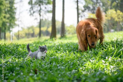 Photography Golden retriever and Kitten playing in the meadow