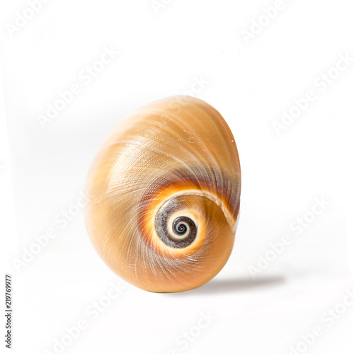 Spiral conch