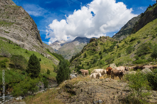 Cows in the Pyrenees in Spain. landscape mountains and nature