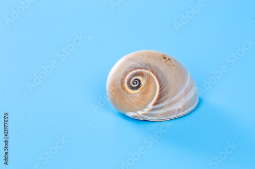Spiral conch