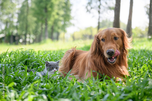 Photography Golden retriever and Kitten playing in the meadow