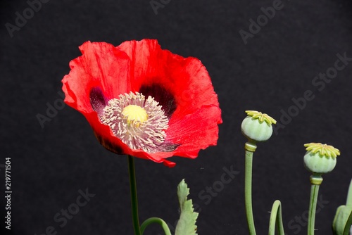 Fototapeta Naklejka Na Ścianę i Meble -  Red poppy in full bloom against a black background.