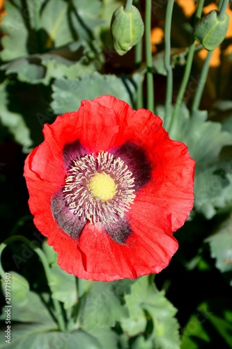 Fototapeta Naklejka Na Ścianę i Meble -  Red poppy in full bloom.
