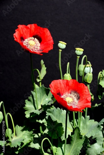 Fototapeta Naklejka Na Ścianę i Meble -  Red poppies in full bloom against a black background, UK.