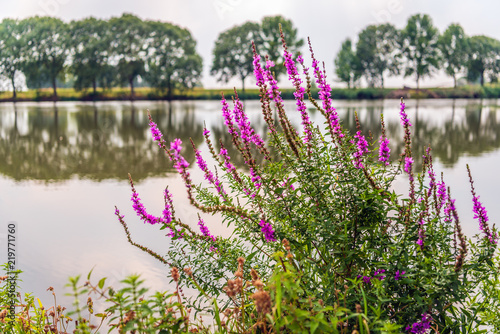 Purple loosestrife grows striking blossoming in the foreground of a small lake
