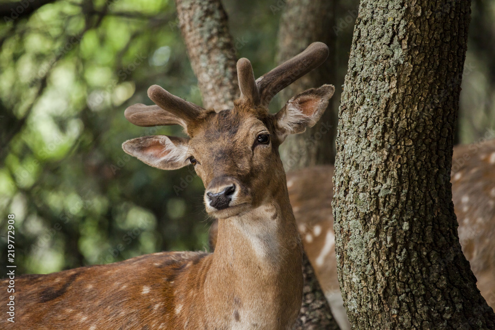 cervo nel bosco cervo nel bosco