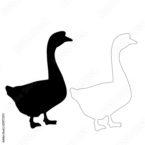 vector, isolated silhouette of geese and ducks
