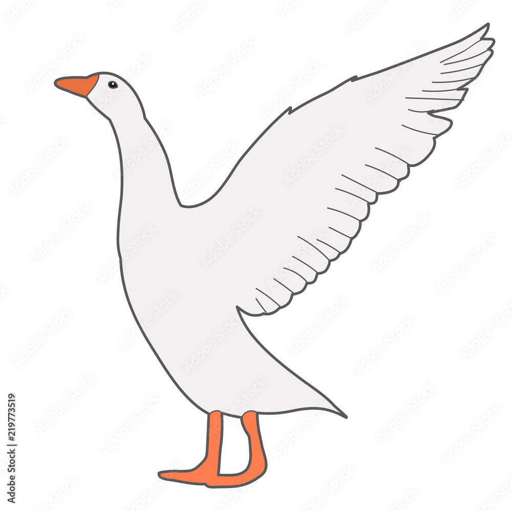 Fototapeta premium isolated, goose, white background