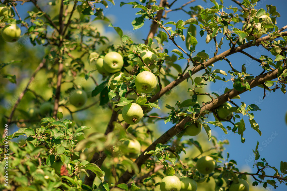 green fresh apple on branch tree against blue sky