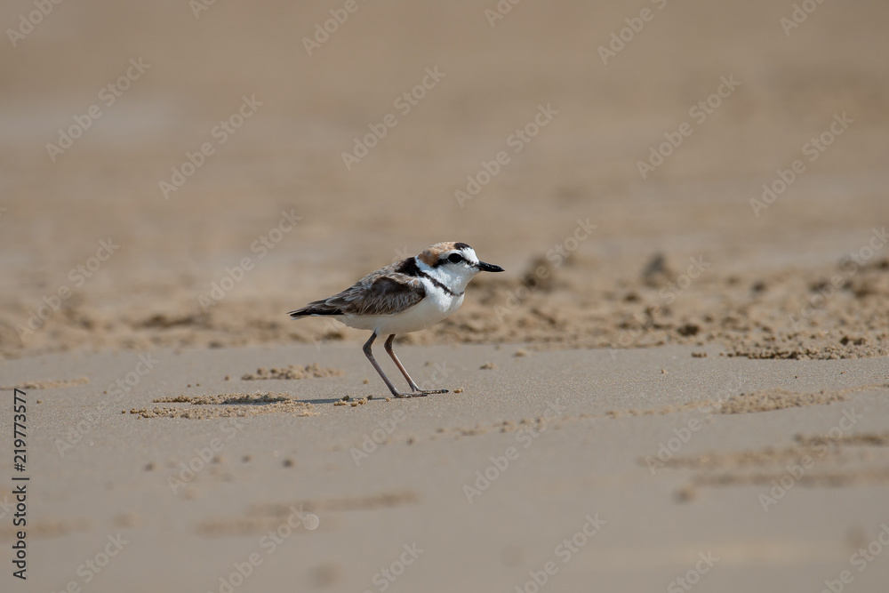 Malaysian plover is a small wader that nests on beaches and salt flats in Southeast Asia. Malaysian plover is a small wader that nests on beaches and salt flats in Southeast Asia.
