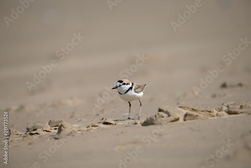Malaysian plover is a small wader that nests on beaches and salt flats in Southeast Asia. © joesayhello