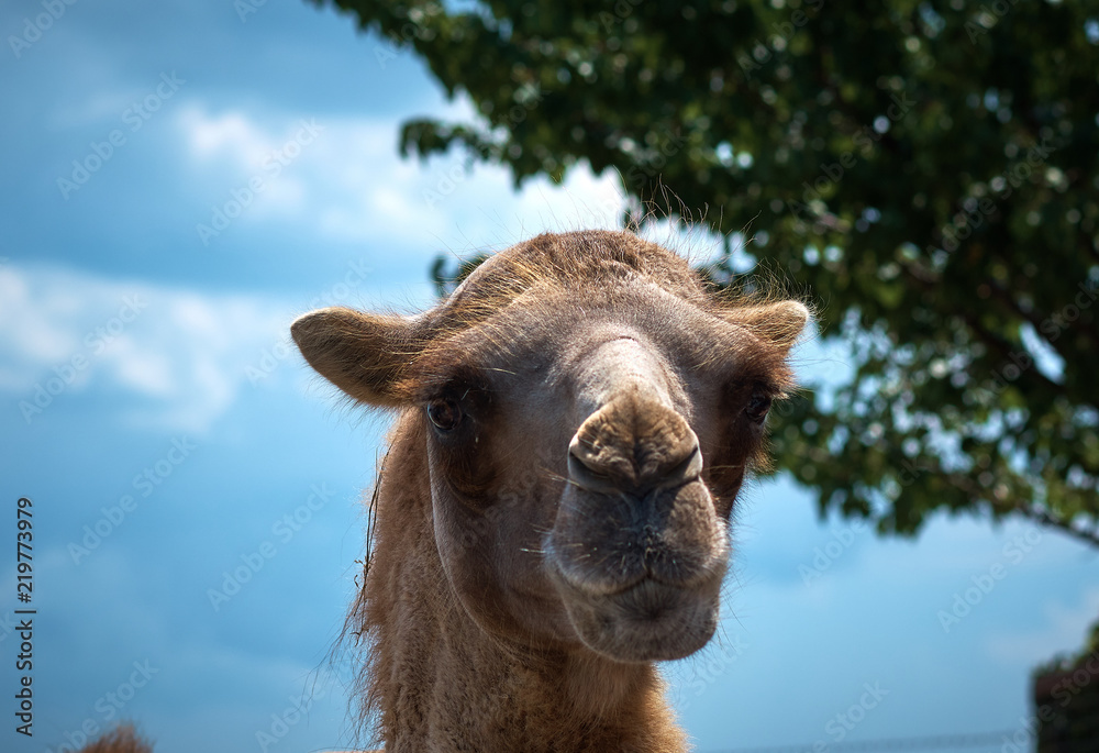 Fototapeta premium Animal in a zoo
