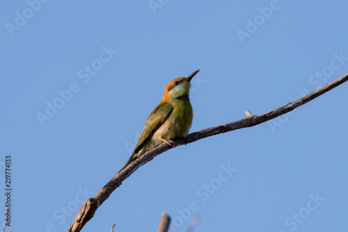 Green bee-eater or little green bee-eater is a near passerine bird in the bee-eater family.
