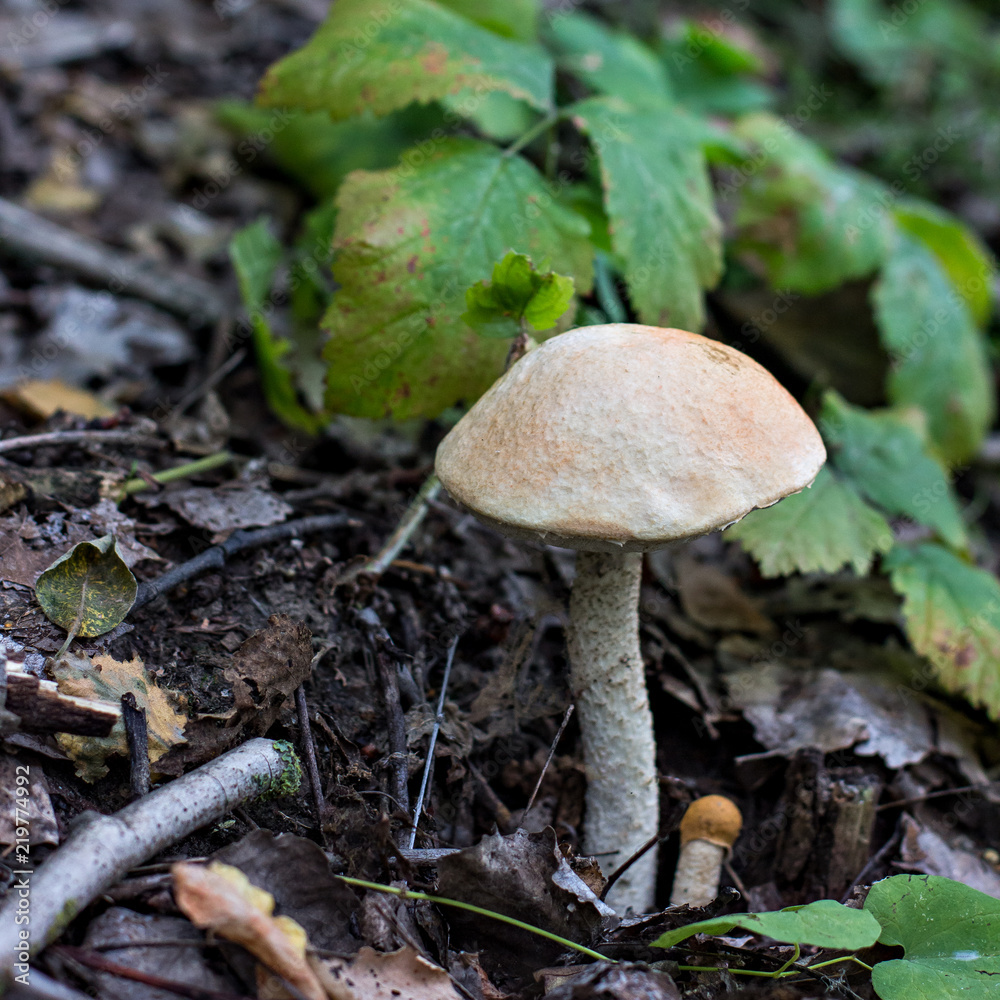 Wild mushroom. Picking mushrooms. Autumn forest. Wild mushroom. Picking mushrooms. Autumn forest.