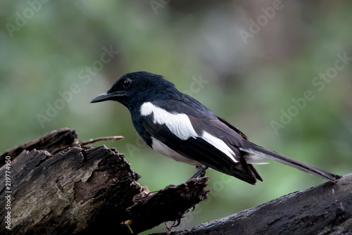 Male Oriental magpie-robin, they are common birds in urban gardens as well as forests. © joesayhello