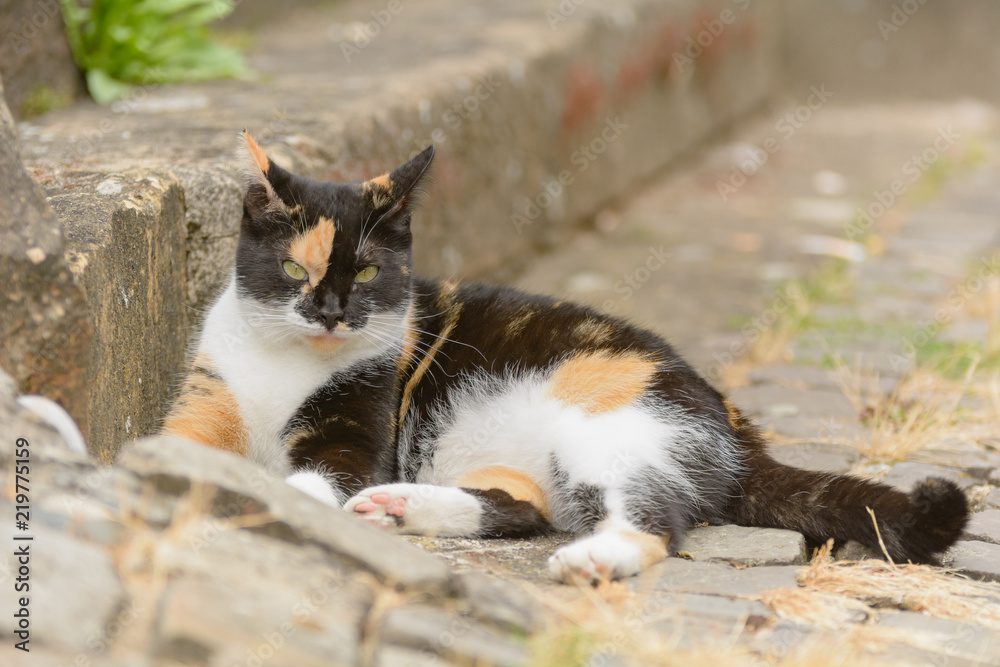 Eine bunt gefleckte Katze liegt auf einer Sandstein Treppe Eine bunt gefleckte Katze liegt auf einer Sandstein Treppe