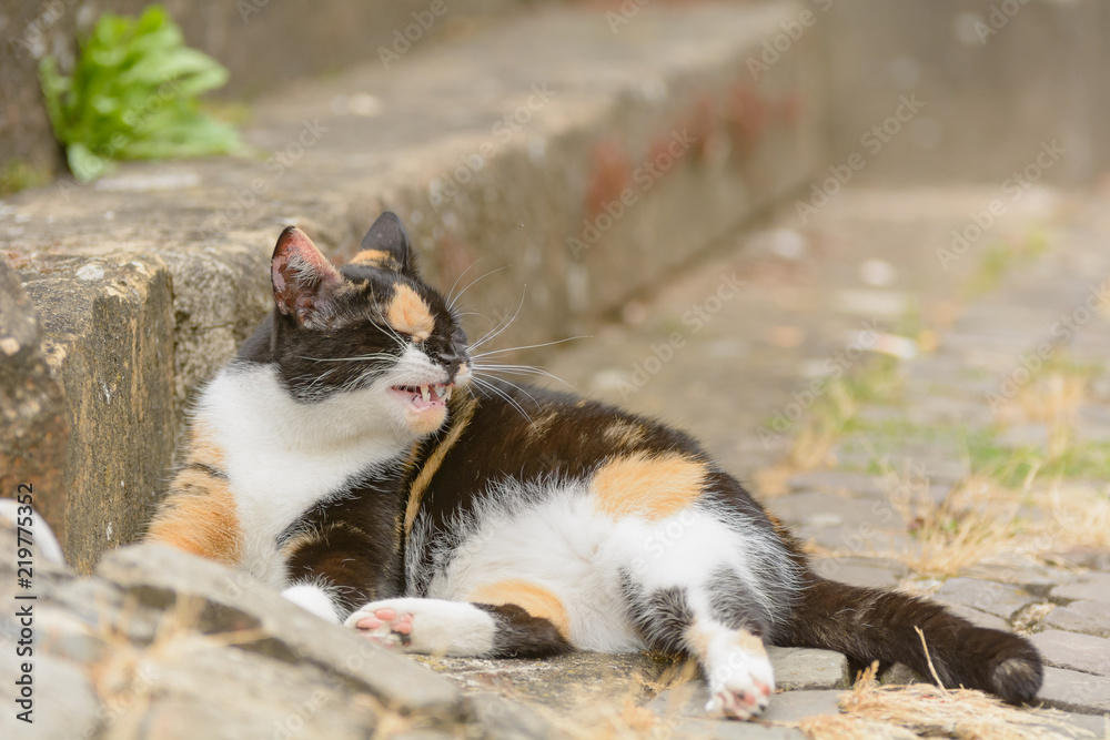 Eine bunt gefleckte Katze liegt auf einer Sandstein Treppe Eine bunt gefleckte Katze liegt auf einer Sandstein Treppe