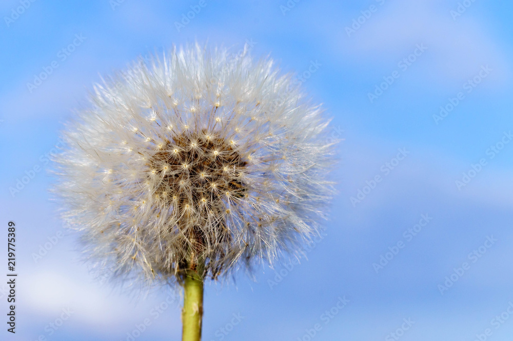 Dandelion on a background of blue sky with clouds