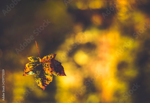 A photo from the side- leaf in orange brown autumn colors. Very blury background.