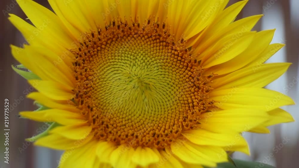 Close up of sunflower Close up of sunflower