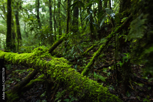 Fern  moss on tree plant in tropical rain forest