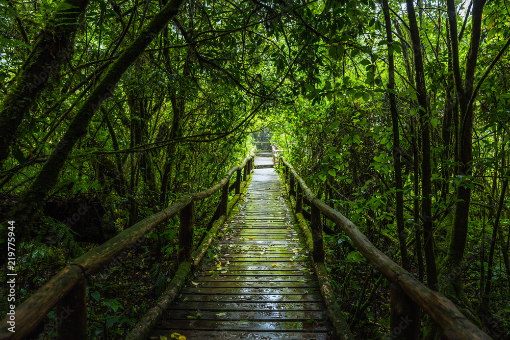 Obraz premium Wooden bridge walkway in to the rain forest