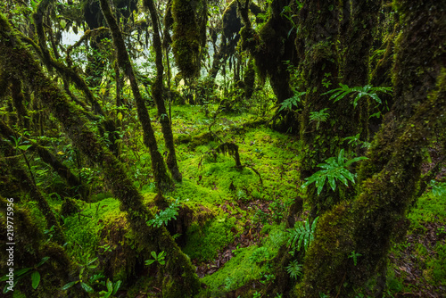 Fern  moss on tree plant in tropical rain forest