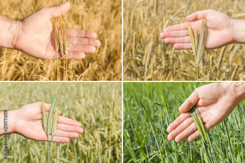 Four photos from different time period of cereal growing. From green to golden grains. Man's hand holding ears of wheat on the field background. Harvest concept. Time to harvesting.