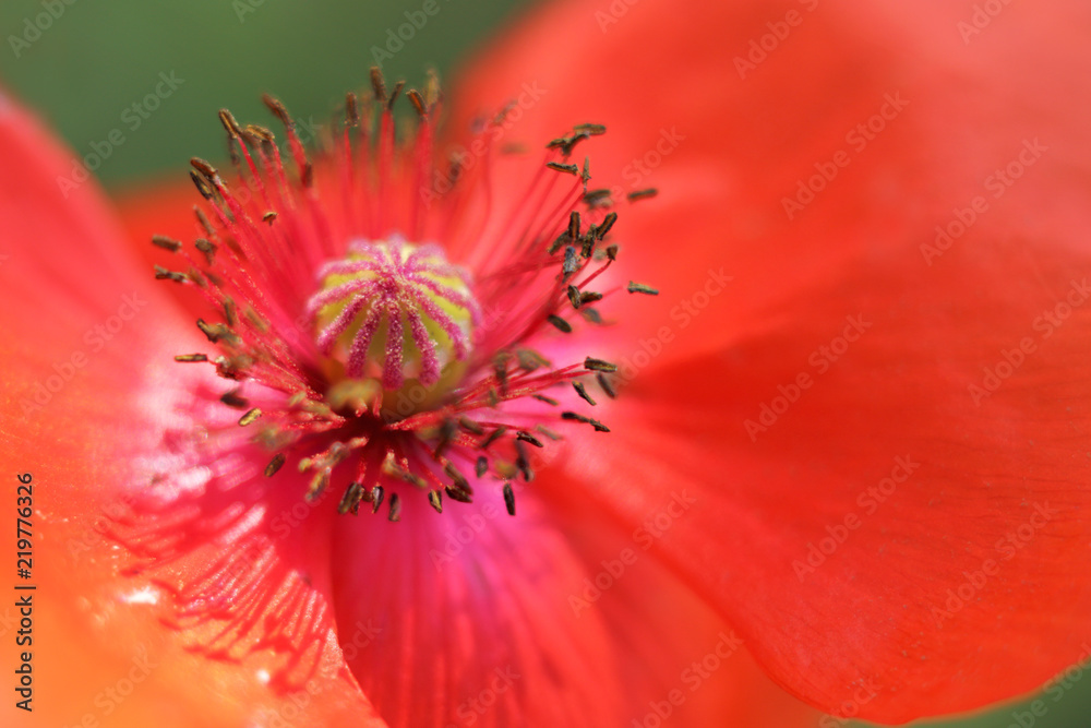 nature closeup/ red poppy flower on a sunny day nature closeup/ red poppy flower on a sunny day