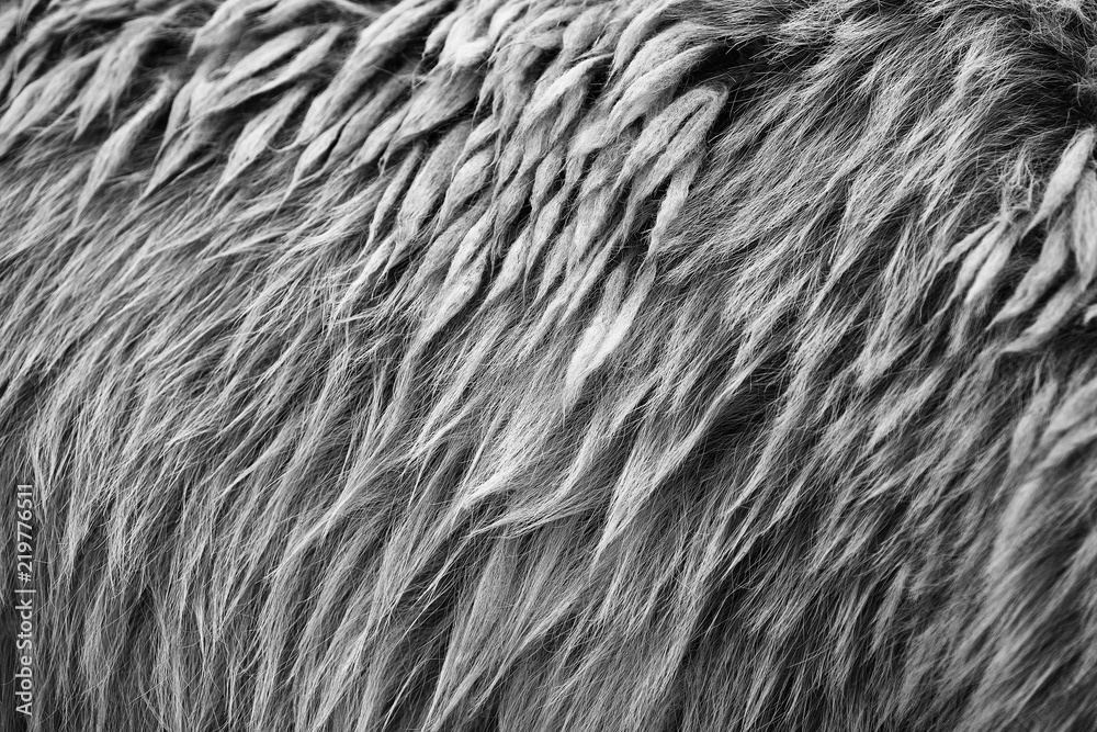 Fototapeta premium Brown bear (Ursus arctos) fur texture. Wild life animal