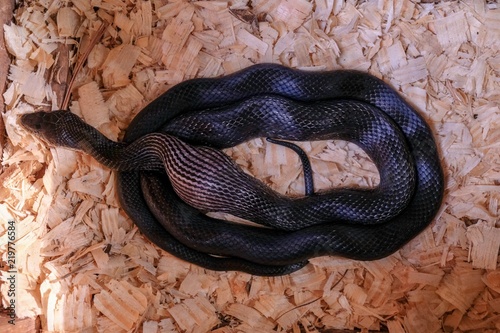 A black rat snake, also called a chicken snake, swallows a chicken egg in the nest in North Carolina photo