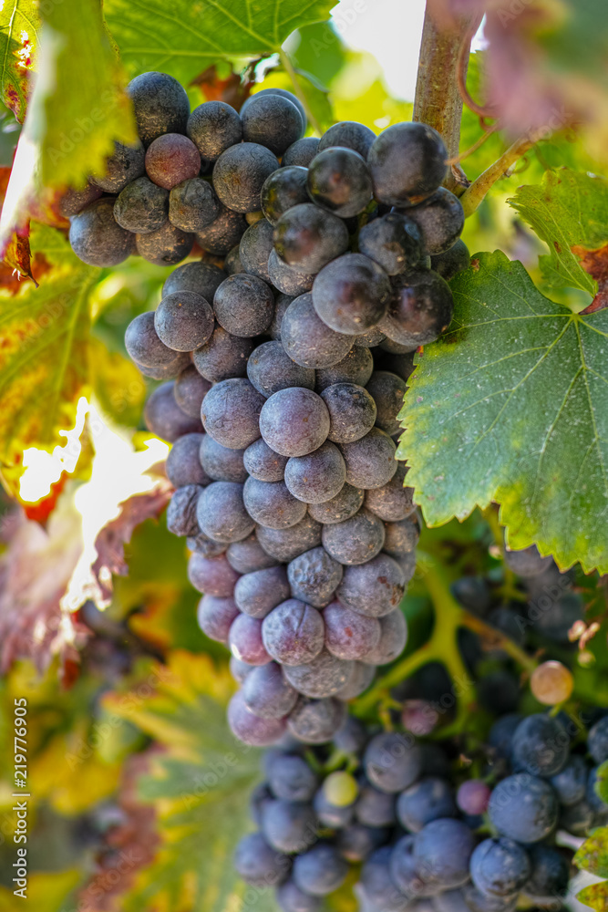 red and rose wine grapes plant, first new harvest of wine grape France on domain or chateau vineyard close up Stock-foto | Adobe Stock