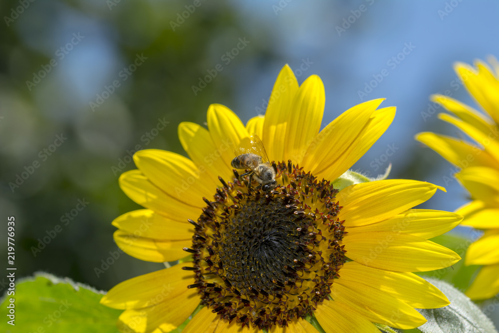 Honey Bee on sunflower,bee collect nectar on sunflower Honey Bee on sunflower,bee collect nectar on sunflower