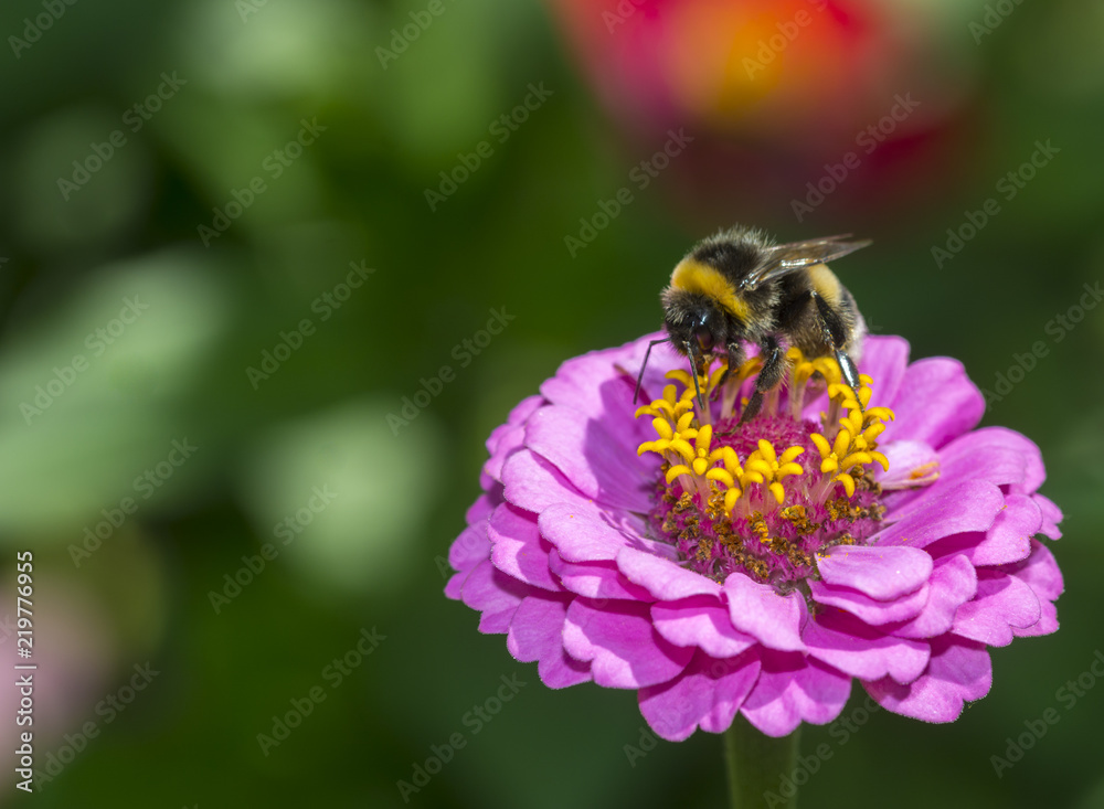 Bumble bee on a flower, summer flower, close-up of a bumble-bee Bumble bee on a flower, summer flower, close-up of a bumble-bee