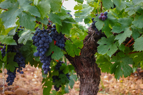 French red and rose wine grapes plant, first new harvest of wine grape in France, Costieres de Nimes AOP domain or chateau vineyard close up photo