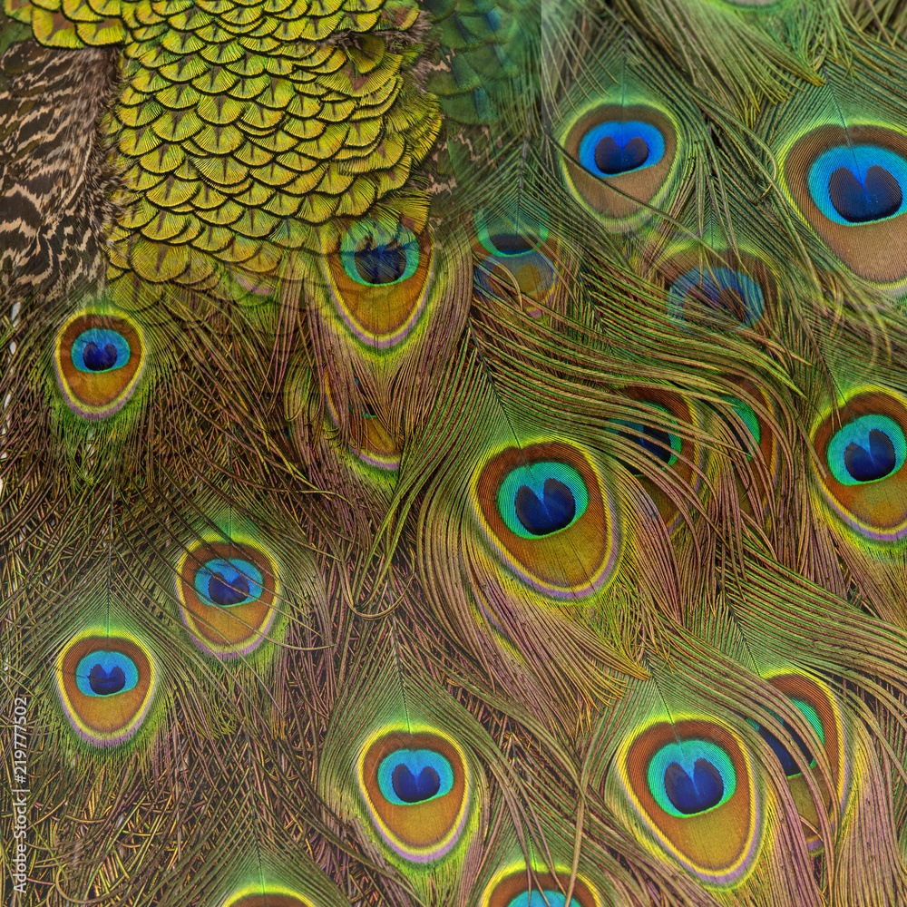 Fototapeta premium Closeup peacock feathers for background (Green peafowl)