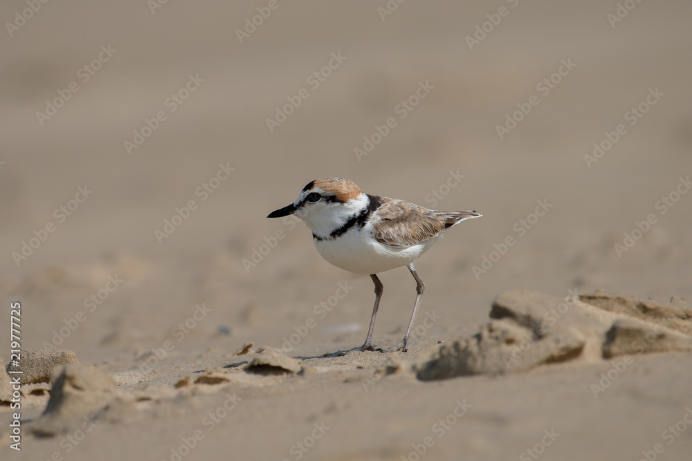 Male Malaysian plover is a small wader that nests on beaches and salt flats in Southeast Asia. Male Malaysian plover is a small wader that nests on beaches and salt flats in Southeast Asia.