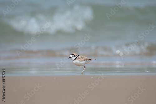Male Malaysian plover is a small wader that nests on beaches and salt flats in Southeast Asia. © joesayhello