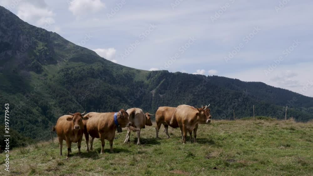 cows grazing in the pastures in the mountains cows grazing in the pastures in the mountains