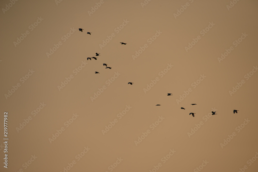 Flying Herons with sunset background, they are the long-legged freshwater and coastal birds in the family Ardeidae Flying Herons with sunset background, they are the long-legged freshwater and coastal birds in the family Ardeidae