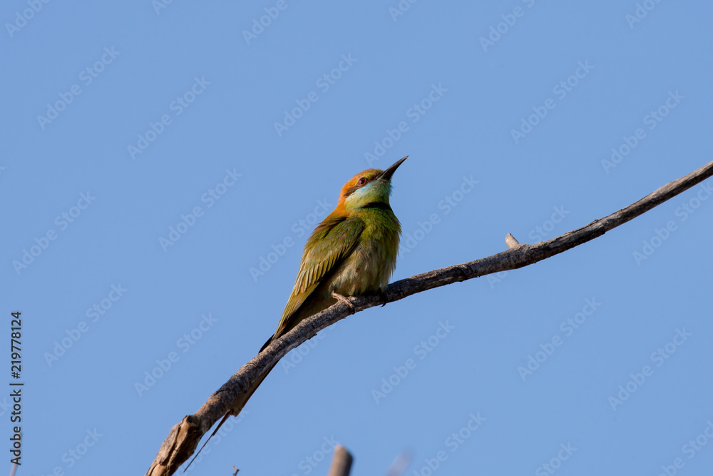 Green bee-eater or little green bee-eater is a near passerine bird in the bee-eater family. Green bee-eater or little green bee-eater is a near passerine bird in the bee-eater family.