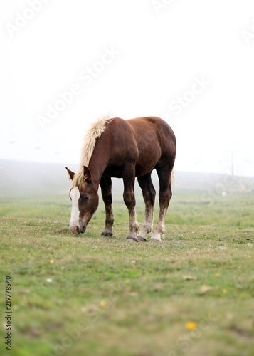 Fototapeta Naklejka Na Ścianę i Meble -  Horse Portrait