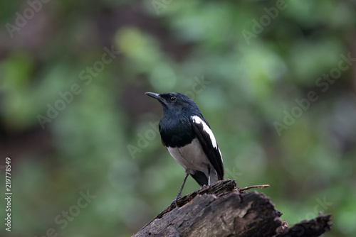 Male Oriental magpie-robin, they are common birds in urban gardens as well as forests.